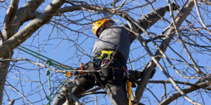 Tree Trimming